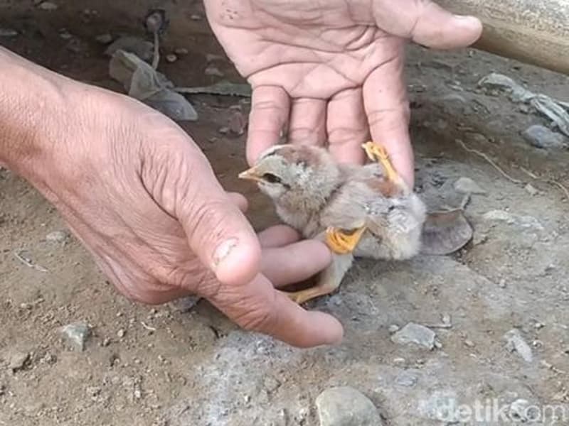 cms image https://cdn.databerjalan.com/assets/images/store/2025-06-22T07:03:49.897Z_anakayamberkakiempatdipekalongan1750491156560_43.jpeg