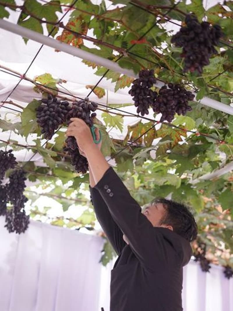 cms image https://cdn.databerjalan.com/assets/images/store/2025-07-08T06:48:36.002Z_pasanganpernikahanpajarhambalidannuraeniwasilahyangmenikahdikebunanggurbisamenjadiinspirasi1751802023357_34.jpeg